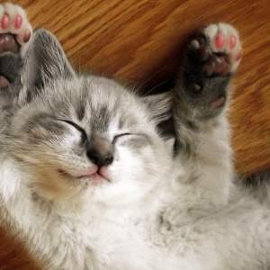 product photo of Quibusdam Libero