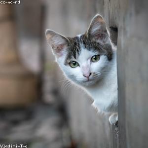 product photo of Sunt Obcaecati Hic